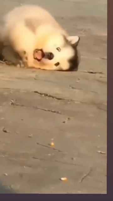 #animal so cute 🥰 beautiful short video ☺️ plzz share karo friend 🙏🏻🙏🏻#youtube смотреть онлайн