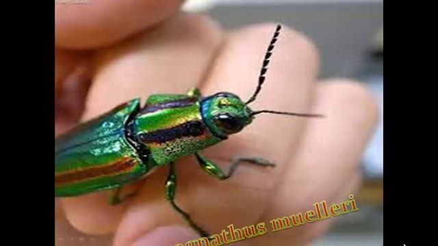 TOP 10 AMAZING AND UNUSUAL BEETLES IN THE WORLD смотреть онлайн