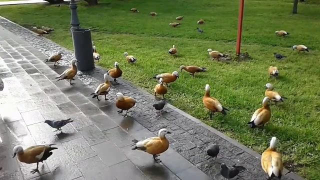 Огари в Останкине смотреть онлайн