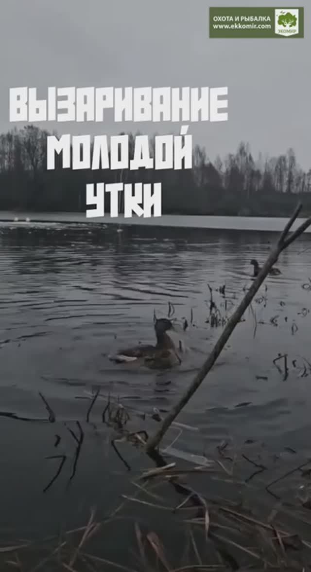 Вызаривание молодой утки смотреть онлайн