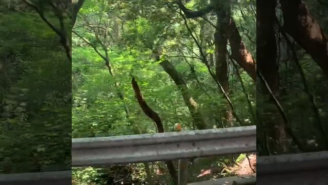 Japan Tour! Kurume Forest,Azalea Park смотреть онлайн