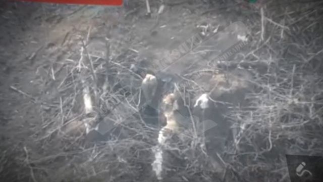 Укроп довыпендривался смотреть онлайн