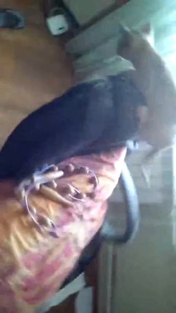 Котёнок катаеться на кресле корусели и слетает смотреть онлайн