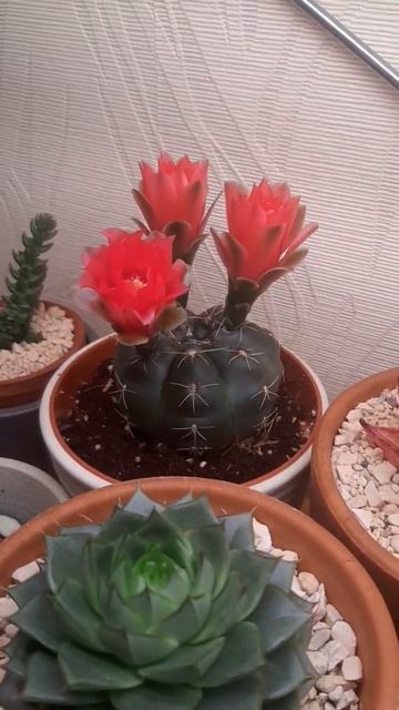 #кактус Gymnocalycium Baldianum смотреть онлайн