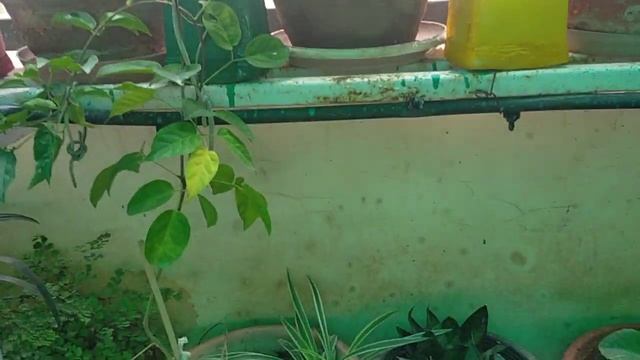 V-66/How to grow cutting of spider pant and turtle vine successfully/🌷🌹🍁🍀🍃🌱🌼🌼🌻 смотреть онлайн