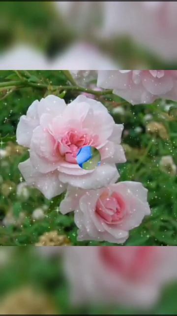 ЭТИ РОЗЫ ДЛЯ ТЕБЯ ! 🌹🌹🌹🌹🌹 смотреть онлайн