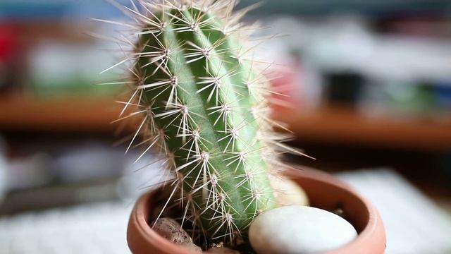Video RAW from Canon 5d mark II Magic Lantern TEST 1280x720 смотреть онлайн