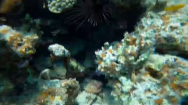 Dahab. BlueHole. Freediving. 2020 смотреть онлайн