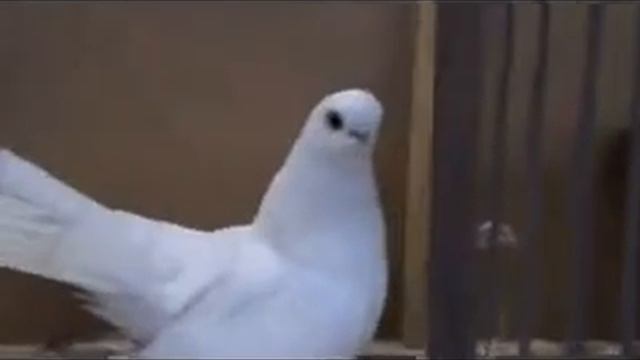 Zengin, Sıkı, Parlak Ve Canlı Renkli Tüylere Sahip Keşkemet Güvercinleri смотреть онлайн