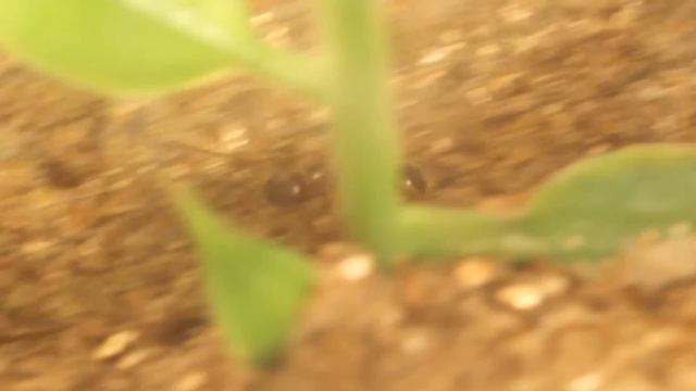 Ant Larvae Feeding (Aphaenogaster sp.) смотреть онлайн