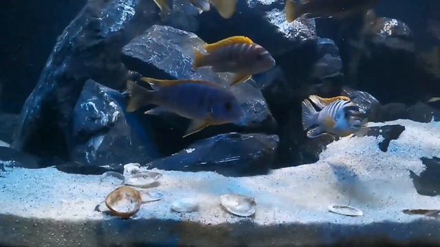 Malawi Cichliden/Aquarium... Labidochromis sp.hongi смотреть онлайн