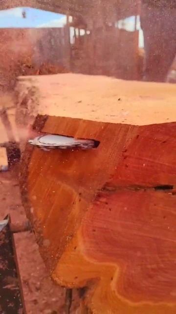 cedar logs to lumber on the Norwood pm14 chainsaw mill Holzffarma G660 #stihl #holzfforma #g660 смотреть онлайн