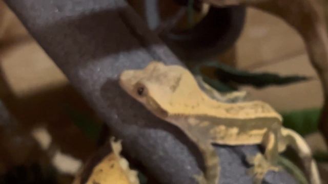 Бананоед Утю хомячит банан🐸 смотреть онлайн