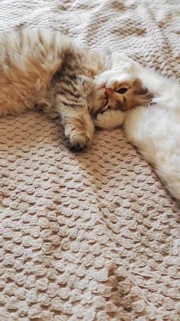 Уютные ласковые Шотландские малыши золотого окраса для Вас💝 #продажакотят #шотландскиекотята смотреть онлайн