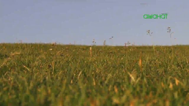 ролик мавлид гр Ичичали смотреть онлайн