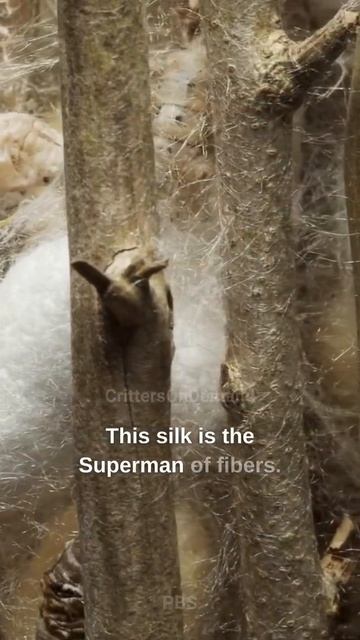 Silken Superhero | The Silkworm's Incredible Journey #shorts смотреть онлайн