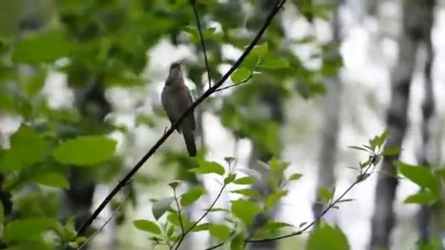 🕊Как же Велик Создатель! 🕊Прекрасное пение соловья. смотреть онлайн