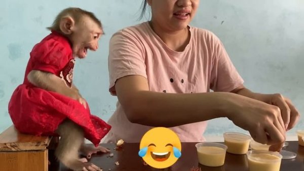 Smart baby monkey Lyly helps mom make her favorite flan!