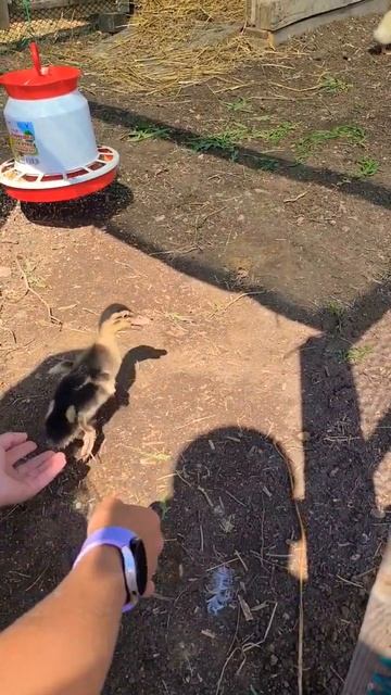 С новосельем ❤️🦆🥰 #shorts #смешныеживотные #утка #животные #деревня #село #птицы #рай
