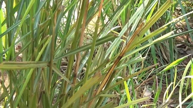 Uses of Cymbopogon flexuosus || Nimma Gaddi || Herbal garden смотреть онлайн