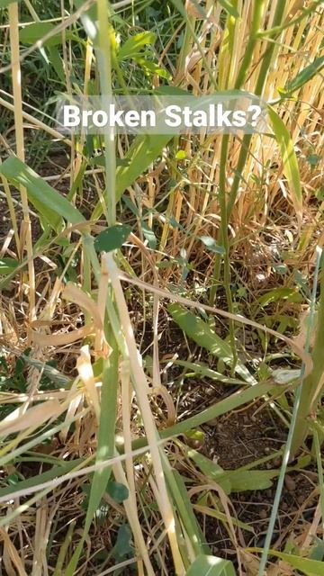 What's Eating My Winter Wheat? 🌾  #gardening #wheat