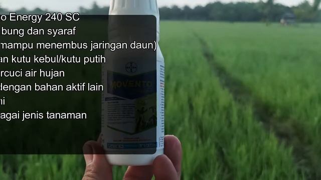 INSEKTISIDA MOVENTO ENEGRY 240 SC смотреть онлайн