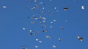 Контра - Николаевские голуби