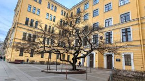 Установка подставок под клен татарский.