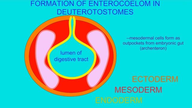 problems with classifying deuterostomes смотреть онлайн
