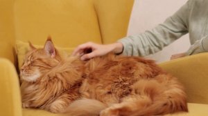 Самые интересные факты о кошках