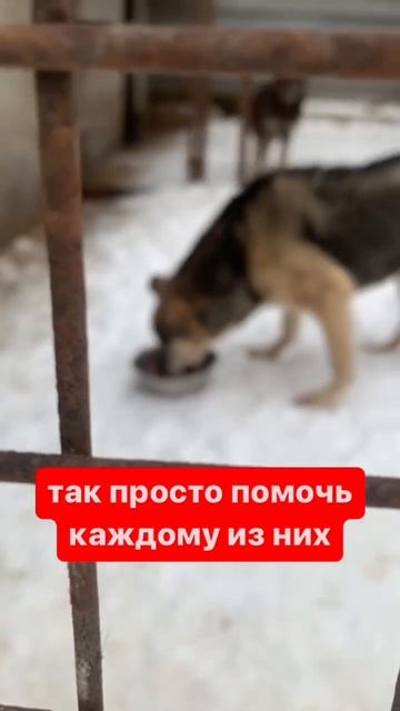 Собакам приюта нужна ваша помощь #благотворительность #помощь #приютдляживотных #приют_для_собак смотреть онлайн