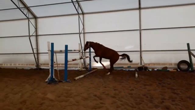 Хиона, 150 см смотреть онлайн