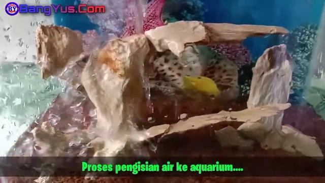 Aquarium Mini Episode 03# Desain Hiasan Aquarium Mini Ikan Blue Elektrik смотреть онлайн