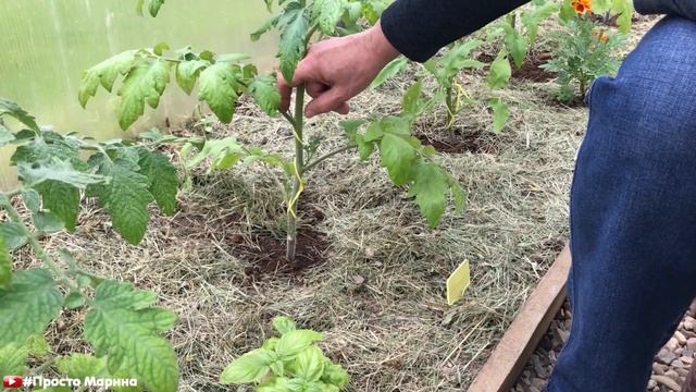 Пасынкование томатов в теплице Как и когда пасынковать помидоры. смотреть онлайн