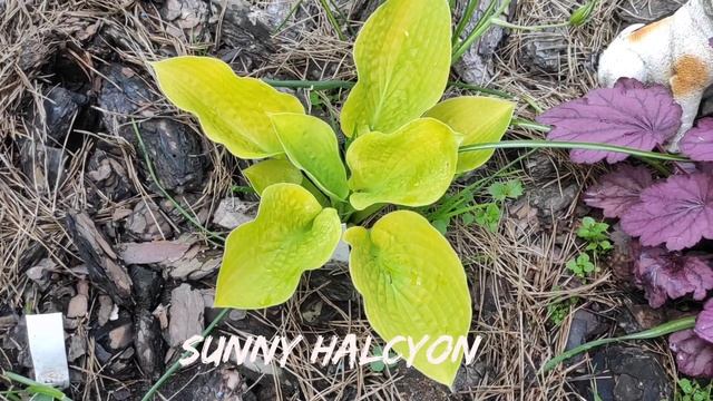 Жёлтый сорт хосты Sunny Halcyon#hosta #хоста #сорта #коллекция смотреть онлайн