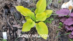 Жёлтый сорт хосты Sunny Halcyon#hosta #хоста #сорта #коллекция