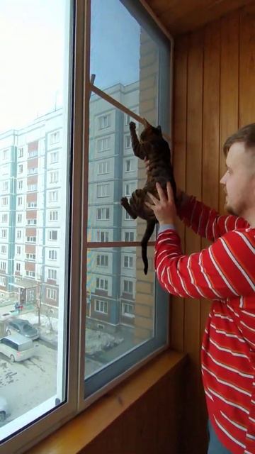 Москитная сетка Антикошка смотреть онлайн