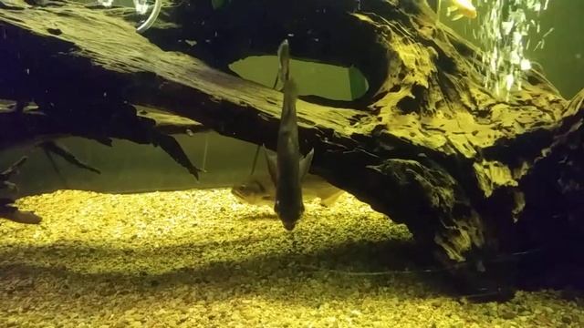 Aquatic 🌎 MONSTER 🐟 Keeper... ☝ Date Tank New Barracuda Added...