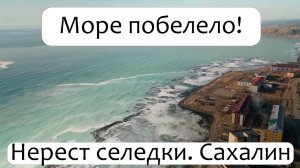 Такого моря я еще не видел! Нерест селедки на Сахалине. #Сахалин #Рыбалка #Селедка