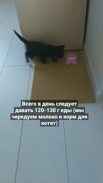 Приучение котёнка к унитазу. День 5. Сам находит миску #cat #kitten #catlover #animal #funny смотреть онлайн