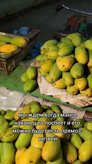Сезон Манго в Индии #манго #mango #India #mangoseason #жизньвиндии #индия #fruit #fresh #indiyevgi смотреть онлайн