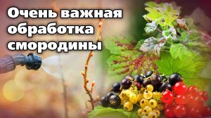 Весенняя обработка смородины от болезней
