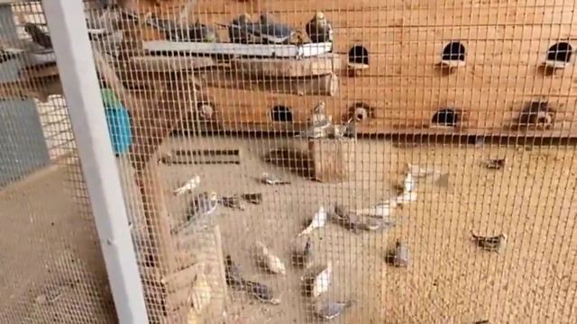 Образовательная видеоэкскурсия от дошколят смотреть онлайн