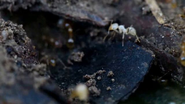 Relaxing ant video | Pheidole sp from Australia смотреть онлайн