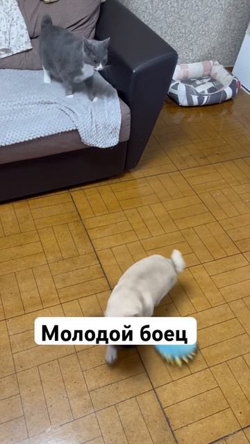 #asmr #врек #домашниеживотные #кузя #мопс #собака #акробатика #кошка #словопацана #песня