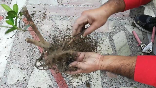 Repotting Ficus Microcarpa to Convert It Into A Bonsai смотреть онлайн