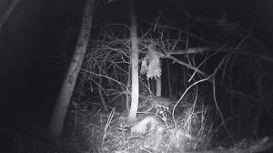 огромный барсук на 25кг. толпа енотовидных собак и лисица попались в ловушку