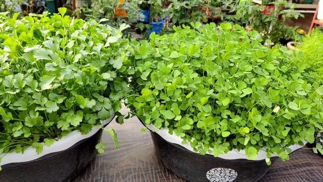 Amazing idea, coriander grow in die plastic items with other green vegetables смотреть онлайн