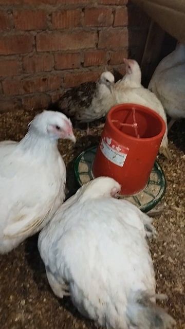 Павлину 2.5 месяца смотреть онлайн