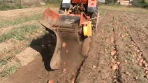 Работа Т 25 с однорядной  картофелекопалкой